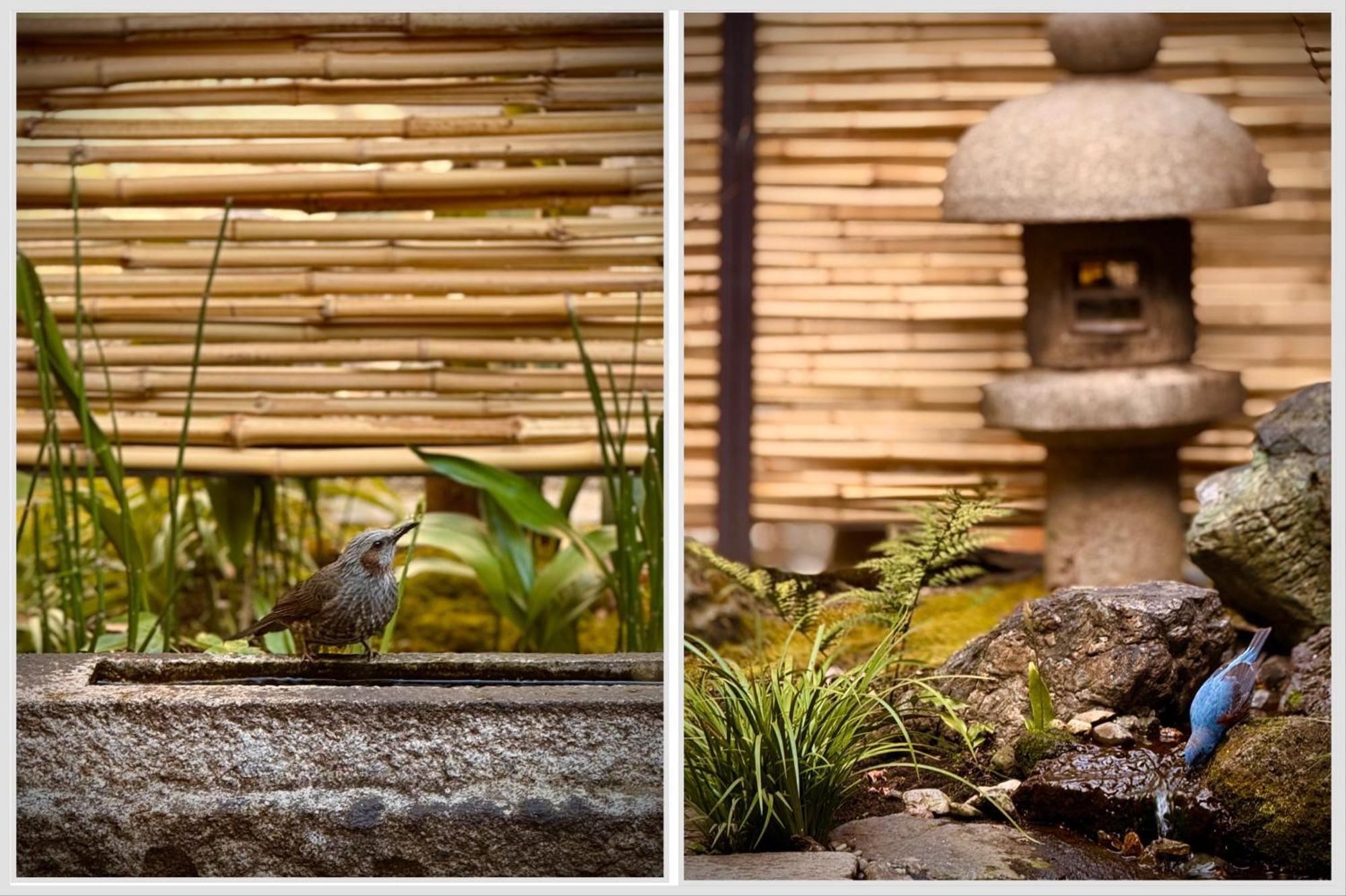 Ryokan Tori Kyoto Værelse billede